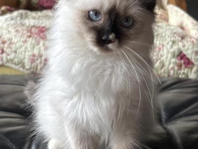 Luna - Ragdoll - Gallery Photo #1