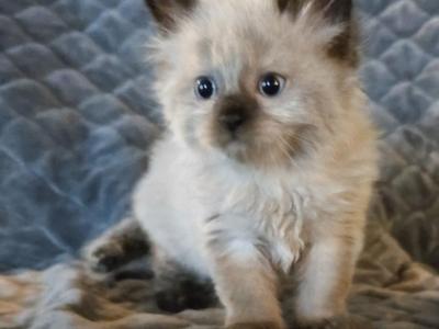 Spooks Kittys - Minuet - Gallery Photo #1