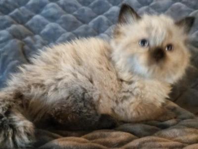 Spooks Kitties - Minuet - Gallery Photo #1