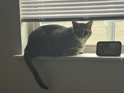 Nona - Domestic - Gallery Photo #1