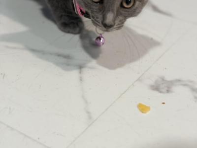 Panda - Domestic - Gallery Photo #1