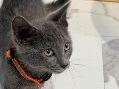Oreo - Domestic - Gallery Photo #1