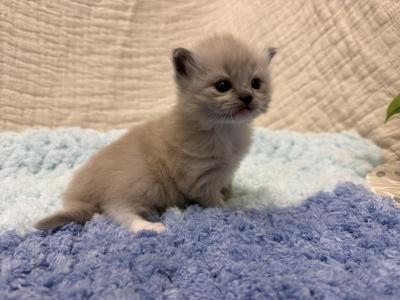 Jojo - Ragdoll - Gallery Photo #1