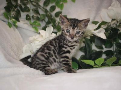Look Tiny Lap Leopard - Bengal - Gallery Photo #1