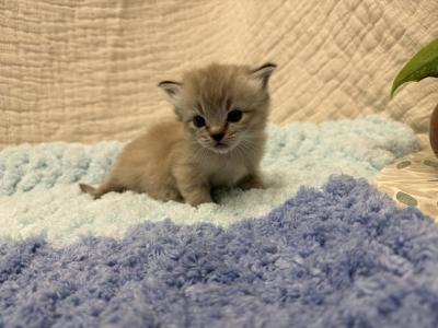 Cleo - Ragdoll - Gallery Photo #1