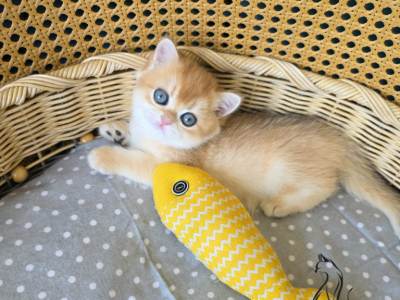 Dobby - British Shorthair - Gallery Photo #1