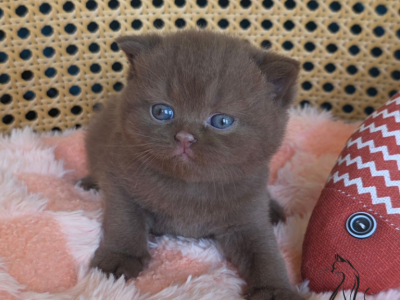 Fendi - British Shorthair - Gallery Photo #1