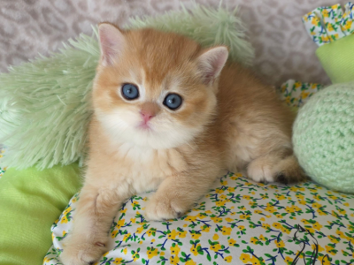 Ginger - British Shorthair - Gallery Photo #1