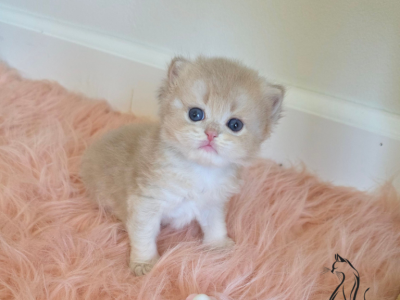 Icecream - British Shorthair - Gallery Photo #1