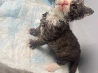 Peony Devon Rex - Devon Rex - Gallery Photo #1