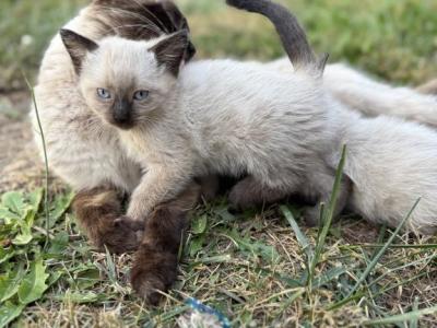 Cute Kitten - Domestic - Gallery Photo #1