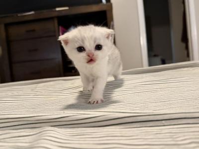 Stassi - Scottish Fold - Gallery Photo #1