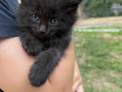 Black Fluffy Kitten - Domestic - Gallery Photo #1