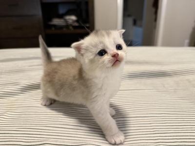 Ariana - Scottish Fold - Gallery Photo #1