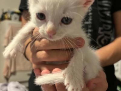 You Name Him - Turkish Van - Gallery Photo #1