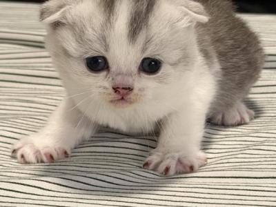 Katie - Scottish Fold - Gallery Photo #1