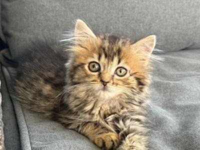 BEAUTIFUL BABY - Maine Coon - Gallery Photo #1