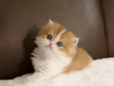Honey British Longhair - British Shorthair - Gallery Photo #1