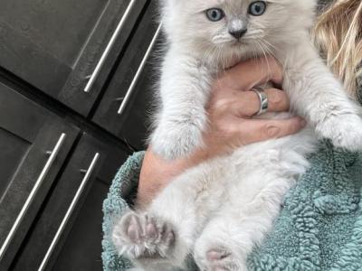 Sqmantha - Ragdoll - Gallery Photo #1