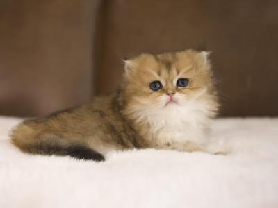Clover British Longhair - British Shorthair - Gallery Photo #1