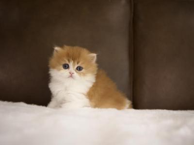 Bumble British Longhair - British Shorthair - Gallery Photo #1