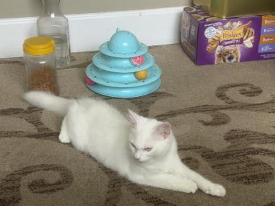 Miko - Ragdoll - Gallery Photo #1