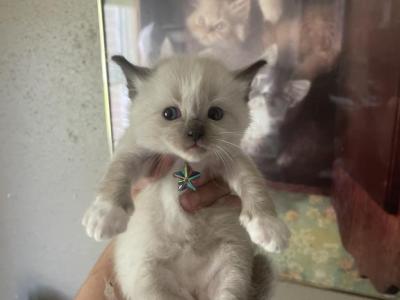 Dharma - Ragdoll - Gallery Photo #1