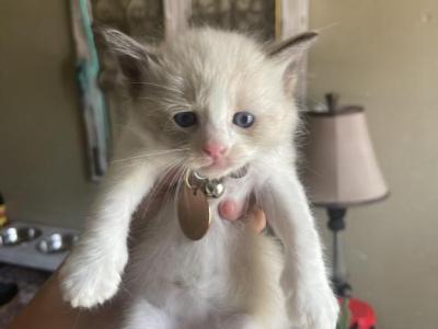 Mars - Ragdoll - Gallery Photo #1
