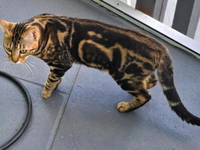 Ollie - Bengal - Gallery Photo #1