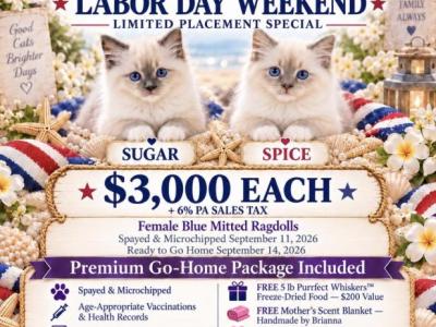 Spice - Ragdoll - Gallery Photo #1
