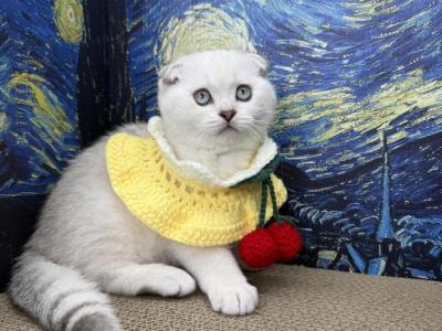 Snowys Litter - Scottish Fold - Gallery Photo #1