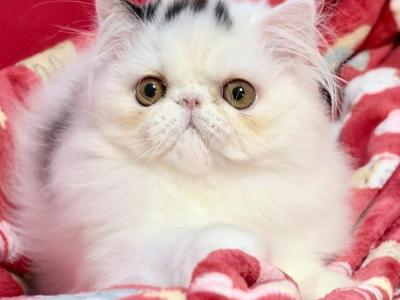 Spot - Persian - Gallery Photo #1