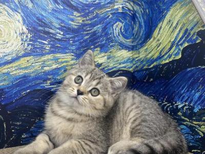 Snowys Kittens - Scottish Straight - Gallery Photo #1