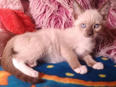 Simon - Snowshoe - Gallery Photo #1