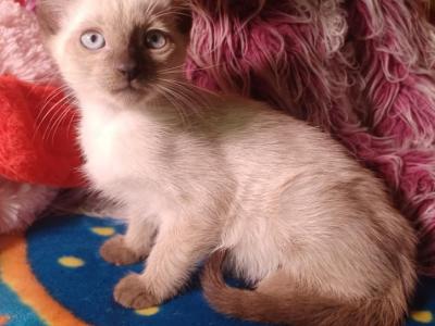 Wonton - Siamese - Gallery Photo #1