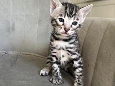 Silver And Snow Kittens - Bengal - Gallery Photo #1