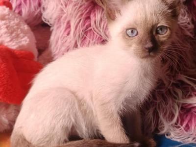 Luna - Siamese - Gallery Photo #1