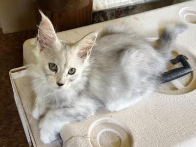 Silver Male Polydactyl - Maine Coon - Gallery Photo #1
