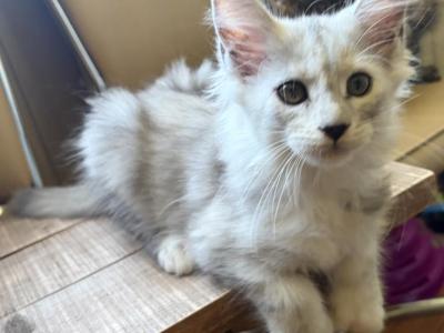 Silver Female Polydactyl - Maine Coon - Gallery Photo #1