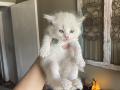 Kharma - Ragdoll - Gallery Photo #1