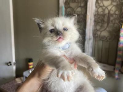 Declan - Ragdoll - Gallery Photo #1