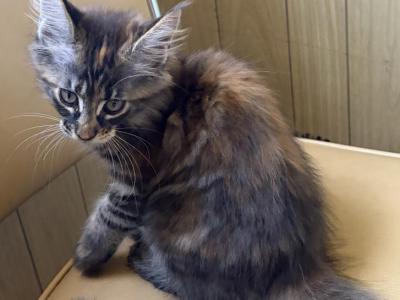 Swirled Tortie - Maine Coon - Gallery Photo #1