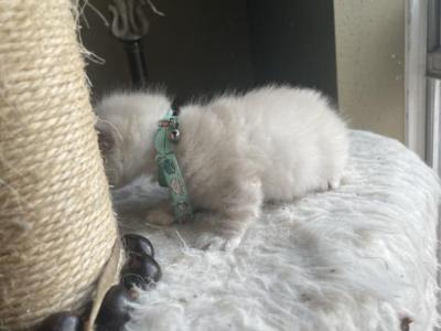 Peter - Ragdoll - Gallery Photo #1