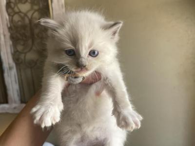 Remi - Ragdoll - Gallery Photo #1