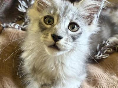 Blue Tabby Smoke - Maine Coon - Gallery Photo #1