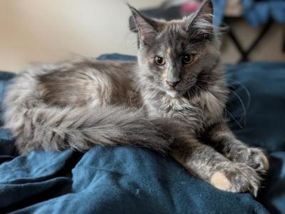 Bubbles - Maine Coon - Gallery Photo #1