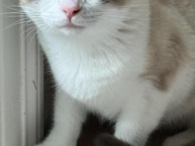 Girl - Siamese - Gallery Photo #1