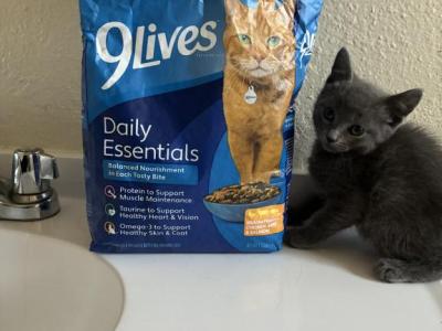 Bluey - Russian Blue - Gallery Photo #1