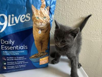 Bluey - Russian Blue - Gallery Photo #1