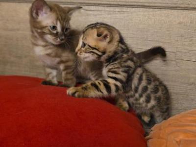 Sophie's Bengals - Bengal - Gallery Photo #1